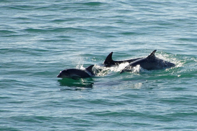 Dolphins